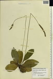 Plantago media L., Eastern Europe, Central forest-and-steppe region (E6) (Russia)
