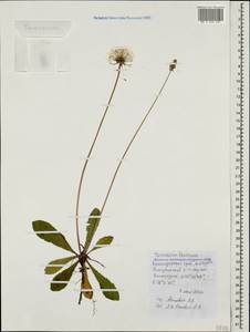 Taraxacum thracicum Soest, Caucasus, Black Sea Shore (from Novorossiysk to Adler) (K3) (Russia)