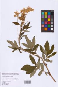 Filipendula ulmaria (L.) Maxim., Eastern Europe, Northern region (E1) (Russia)