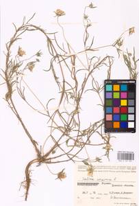 Lomelosia argentea (L.) Greuter & Burdet, Eastern Europe, South Ukrainian region (E12) (Ukraine)