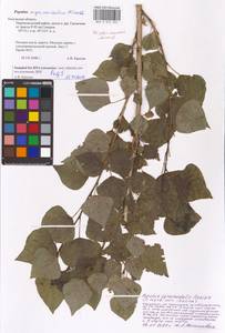 Populus nigra var. italica (Moench) Koehne, Eastern Europe, Central region (E4) (Russia)