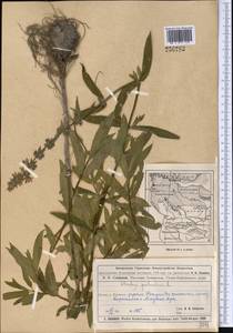 Stachys palustris L., Middle Asia, Muyunkumy, Balkhash & Betpak-Dala (M9) (Kazakhstan)