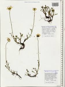 Anthemis cretica subsp. saportana (Albov) Chandjian, Caucasus, Stavropol Krai, Karachay-Cherkessia & Kabardino-Balkaria (K1b) (Russia)