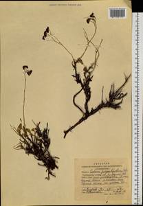 Hylotelephium populifolium (Pall.) H. Ohba, Siberia, Altai & Sayany Mountains (S2) (Russia)