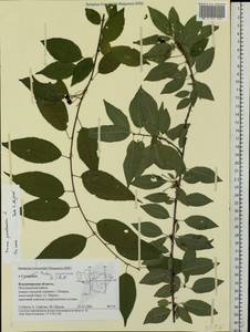 Prunus pensylvanica L. fil., Eastern Europe, Central region (E4) (Russia)