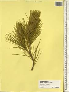 Pinus halepensis Mill., Africa (AFR) (Morocco)
