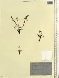 Taraxacum erythrospermum Andrz. ex Besser, Eastern Europe, Rostov Oblast (E12a) (Russia)