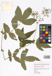 Filipendula ulmaria (L.) Maxim., Eastern Europe, Central region (E4) (Russia)