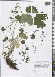 Alchemilla argutiserrata H. Lindb. ex Juz., Siberia, Baikal & Transbaikal region (S4) (Russia)