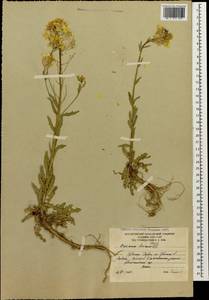 Erysimum ibericum (Adams) DC., Caucasus, South Ossetia (K4b) (South Ossetia)