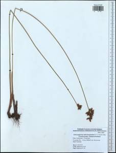 Schoenoplectus tabernaemontani (C.C.Gmel.) Palla, Eastern Europe, Central region (E4) (Russia)