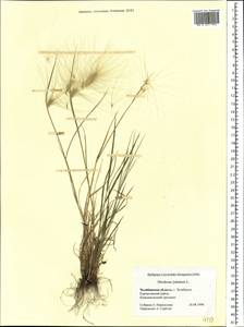 Hordeum jubatum L., Eastern Europe, Eastern region (E10) (Russia)