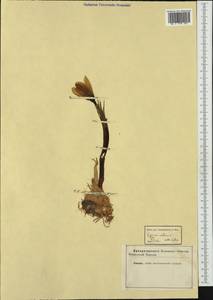 Crocus sativus L., Western Europe (EUR) (Not classified)