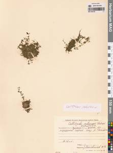 Callitriche palustris L., Siberia, Chukotka & Kamchatka (S7) (Russia)