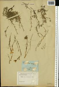 Dianthus squarrosus M. Bieb., Eastern Europe, North Ukrainian region (E11) (Ukraine)