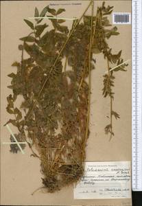 Polemonium caucasicum N. Busch, Middle Asia, Western Tian Shan & Karatau (M3) (Kyrgyzstan)