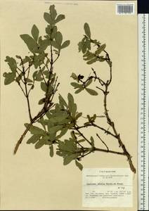 Lonicera caerulea subsp. caerulea, Siberia, Chukotka & Kamchatka (S7) (Russia)