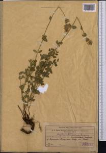 Nepeta alatavica Lipsky, Middle Asia, Western Tian Shan & Karatau (M3) (Uzbekistan)