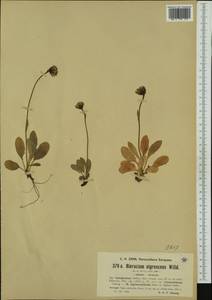 Hieracium leucophaeum subsp. diabolinum (Nägeli & Peter) Zahn, Western Europe (EUR) (Norway)