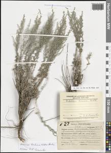 Artemisia taurica Willd., Eastern Europe, Lower Volga region (E9) (Russia)