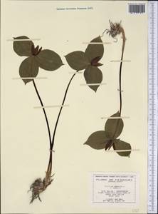 Trillium sessile L., America (AMER) (United States)