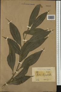 Ruscus hypoglossum L., Botanic gardens and arboreta (GARD) (Russia)