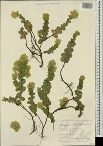 Origanum rotundifolium Boiss., Caucasus, Turkish Caucasus (NE Turkey) (K7) (Turkey)