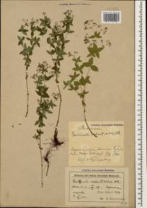 Galium valantioides M.Bieb., Caucasus, Azerbaijan (K6) (Azerbaijan)