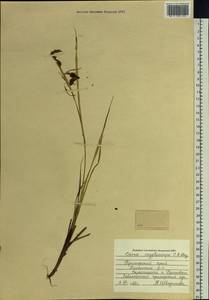 Carex lyngbyei Hornem., Siberia, Russian Far East (S6) (Russia)