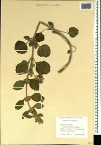 Marrubium vulgare L., Crimea (KRYM) (Russia)