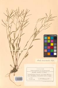 Arabidopsis lyrata subsp. kamchatica (Fisch. ex DC.) O'Kane & Al-Shehbaz, Siberia, Chukotka & Kamchatka (S7) (Russia)