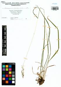 Calamagrostis korotkyi Litv., Siberia, Baikal & Transbaikal region (S4) (Russia)