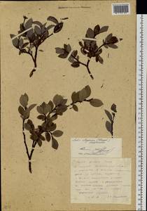 Salix chamissonis Andersson, Siberia, Russian Far East (S6) (Russia)