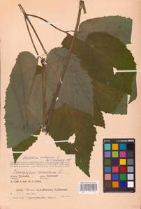 Aegopodium podagraria L., Eastern Europe, Central region (E4) (Russia)