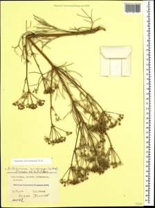 Bilacunaria microcarpa (M.Bieb.) Pimenov & V.N.Tikhom., Caucasus, Stavropol Krai, Karachay-Cherkessia & Kabardino-Balkaria (K1b) (Russia)