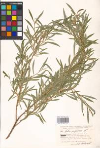 Salix purpurea L., Eastern Europe, Moscow region (E4a) (Russia)