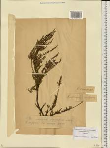 Calluna vulgaris (L.) Hull, Eastern Europe, Estonia (E2c) (Estonia)