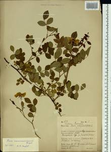 Rosa maximowicziana Regel, Siberia, Russian Far East (S6) (Russia)