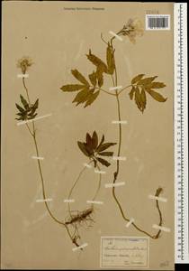 Cardamine quinquefolia (M.Bieb.) Schmalh., Caucasus, North Ossetia, Ingushetia & Chechnya (K1c) (Russia)