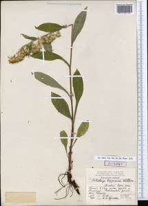 Solidago virgaurea subsp. lapponica (With.) Tzvelev, Eastern Europe, Northern region (E1) (Russia)