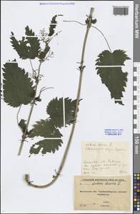 Urtica dioica L., Eastern Europe, Moscow region (E4a) (Russia)