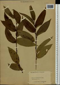 Salix pentandra L., Eastern Europe, Central forest region (E5) (Russia)