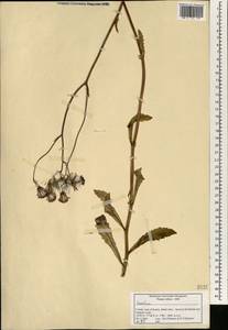 Sonchus, South Asia, South Asia (Asia outside ex-Soviet states and Mongolia) (ASIA) (India)