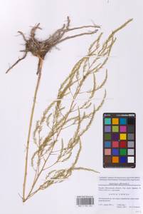 Asparagus officinalis L., Eastern Europe, Moscow region (E4a) (Russia)