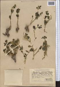 Zygophyllum rosovii var. latifolium (Schrenk) Popov, Middle Asia, Dzungarian Alatau & Tarbagatai (M5) (Kazakhstan)