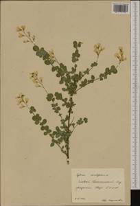 Cytisophyllum sessilifolium (L.)O.Lang, Botanic gardens and arboreta (GARD) (Russia)