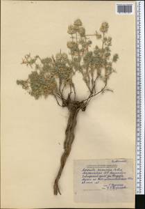 Asperula glomerata subsp. pamirica (Pobed.) Ehrend. & Schönb.-Tem., Middle Asia, Pamir & Pamiro-Alai (M2) (Tajikistan)