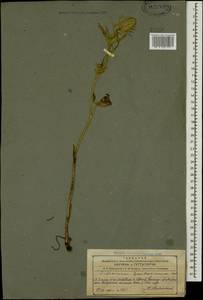 Delphinium szowitsianum Boiss., Caucasus, Azerbaijan (K6) (Azerbaijan)