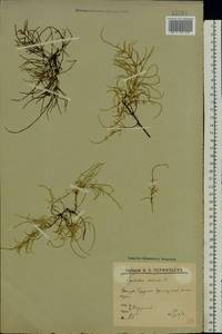 Equisetum arvense L., Eastern Europe, Northern region (E1) (Russia)