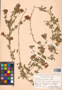 Trifolium aureum Pollich, Eastern Europe, Moscow region (E4a) (Russia)